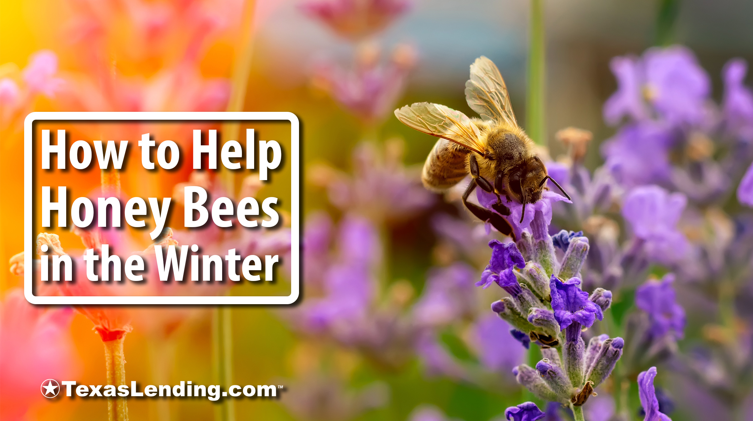 help the honey bees