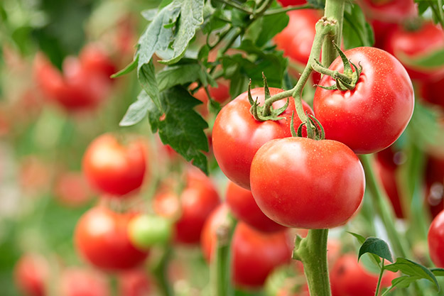 celebrity tomato texas salsa garden