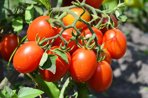 roma tomato texas salsa garden